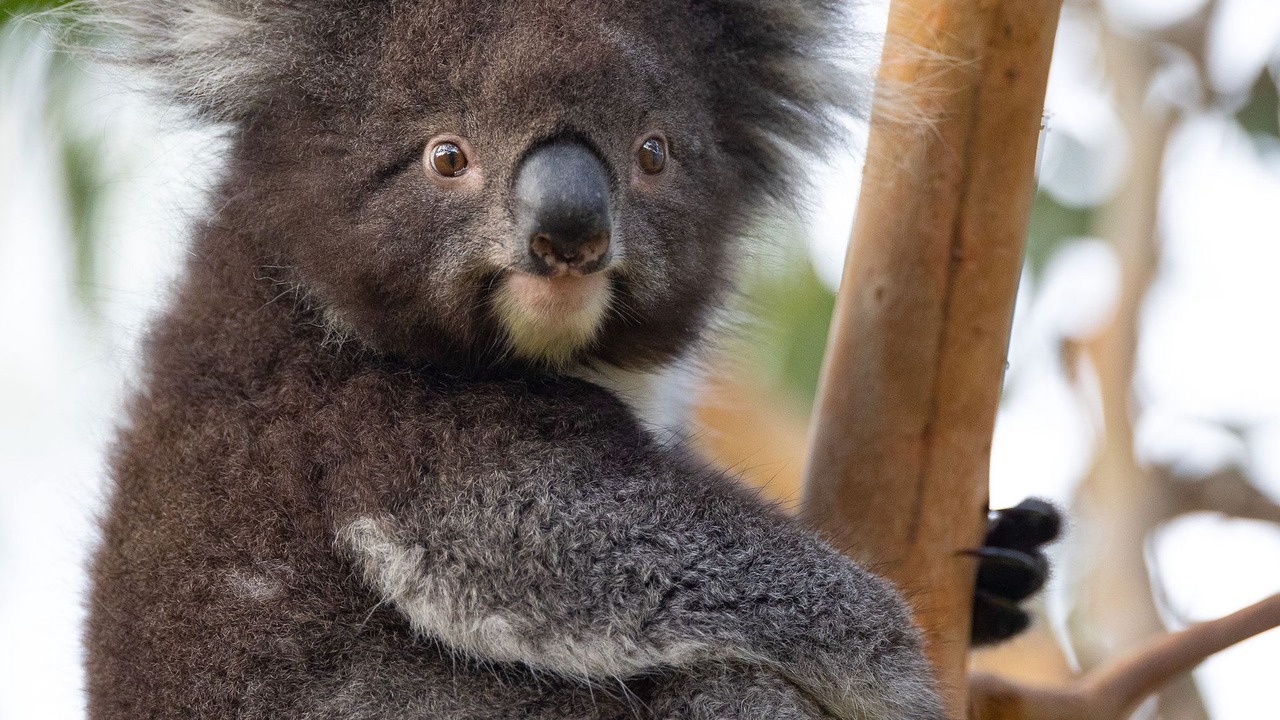 Photo of Others in Skenes Creek