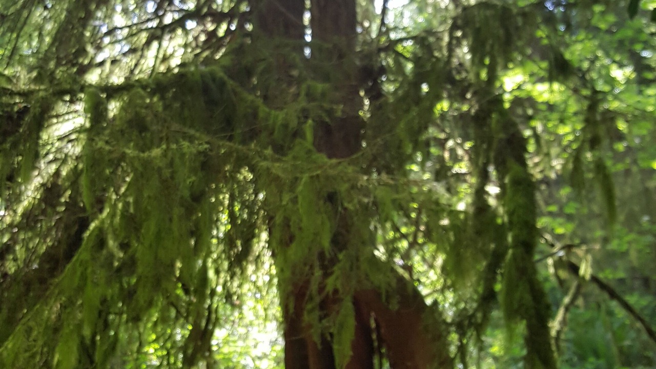 Photo of Others in Lacey