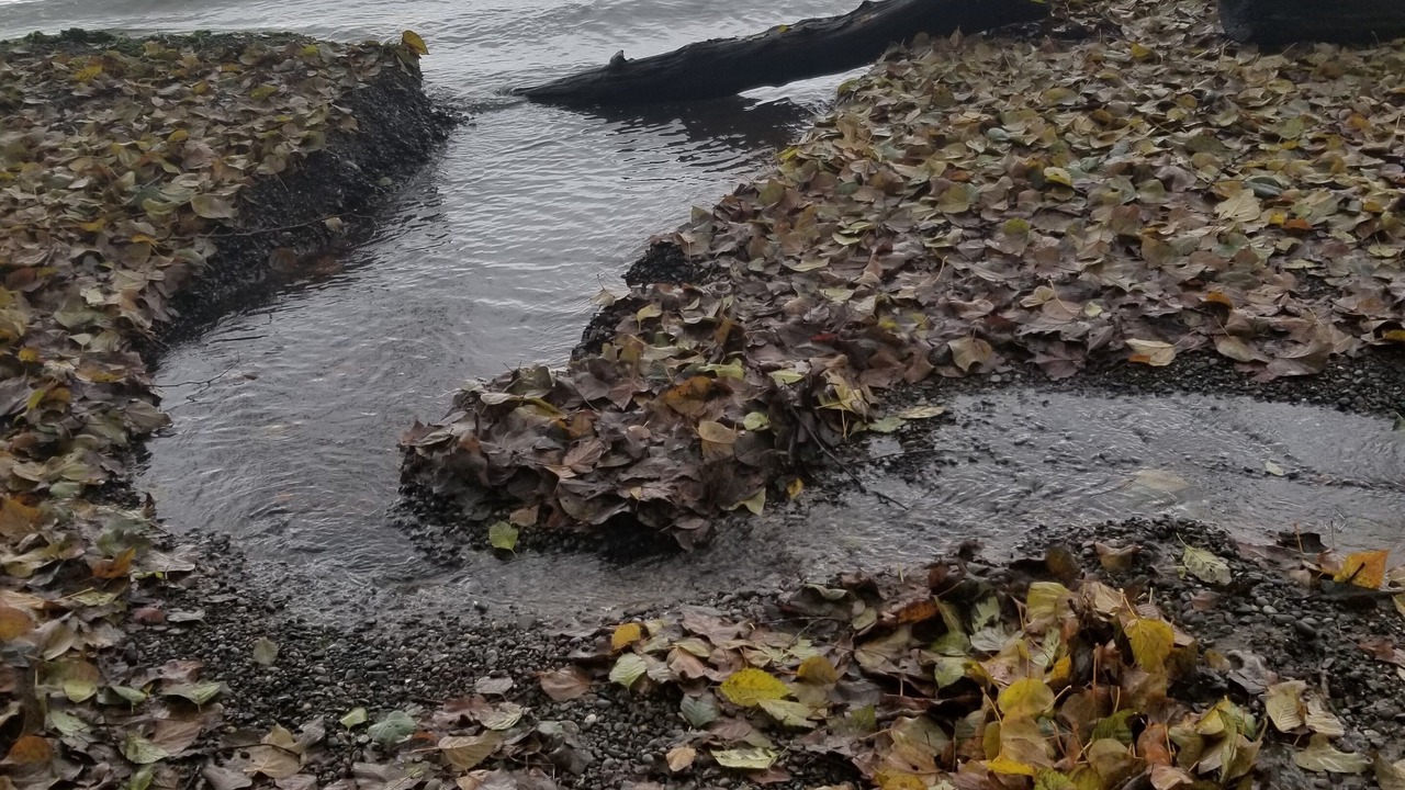 Photo of Others in Lacey