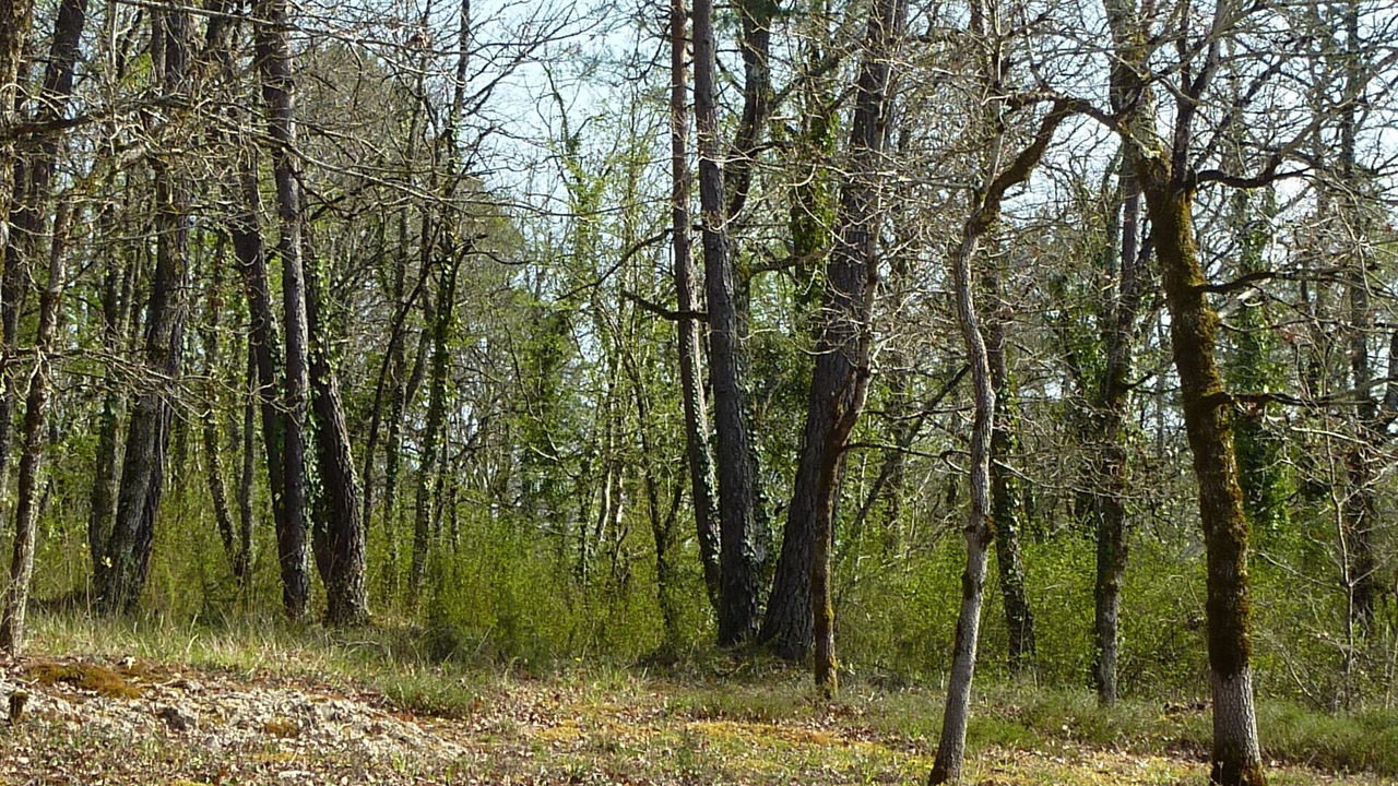 Photo of Outdoor in Valojoulx