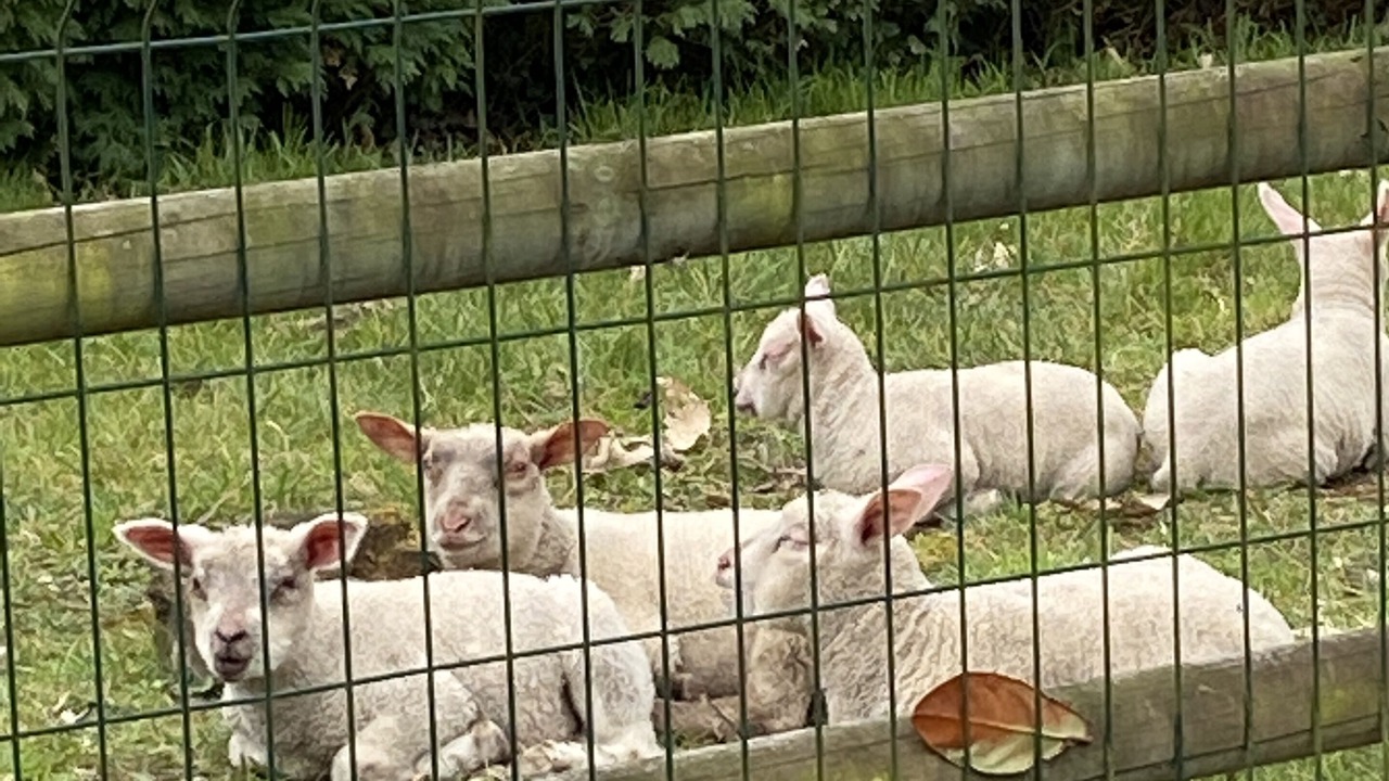 Photo of Others in (le) Mesnil Hue