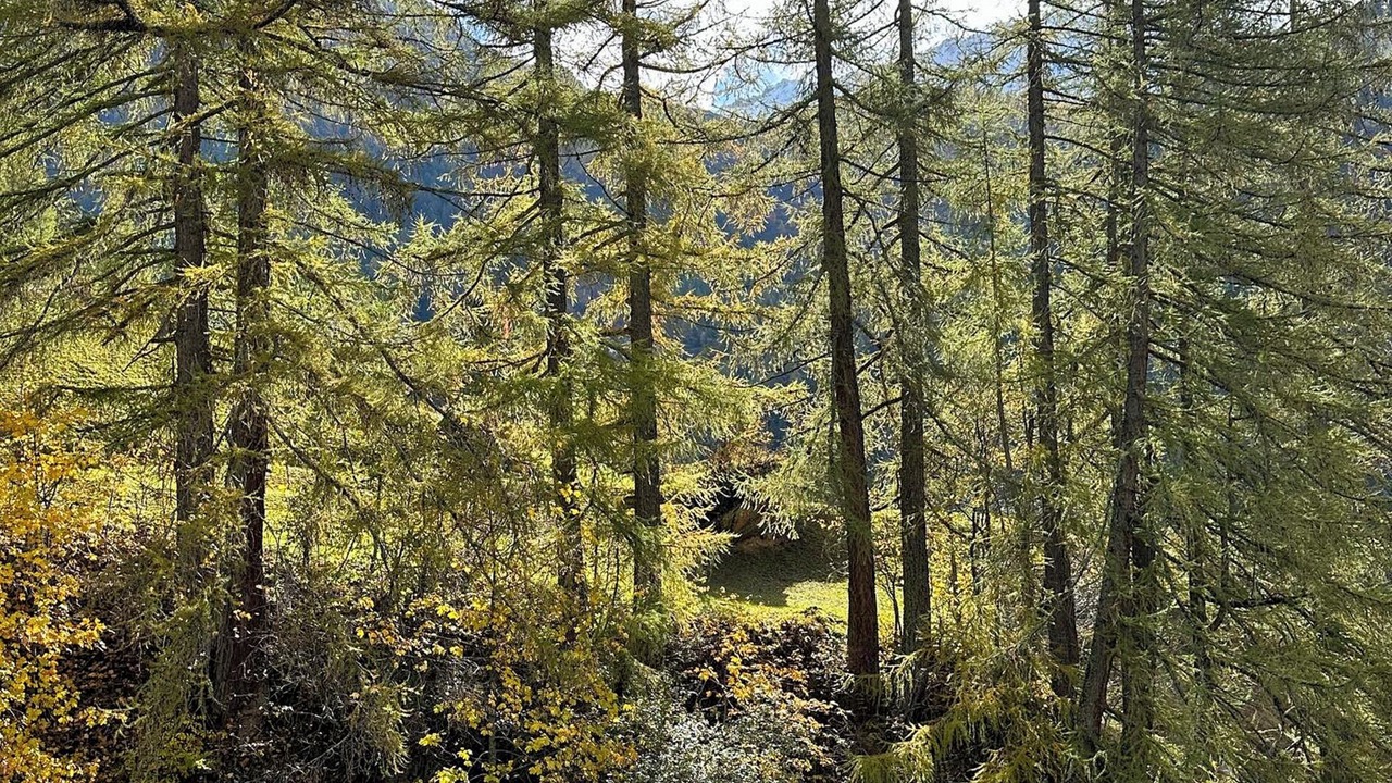 Photo of Others in Martisberg