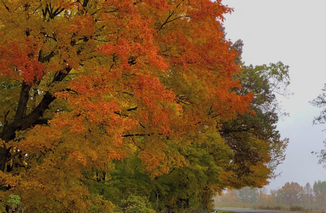 Photo of Others in Berrien Springs