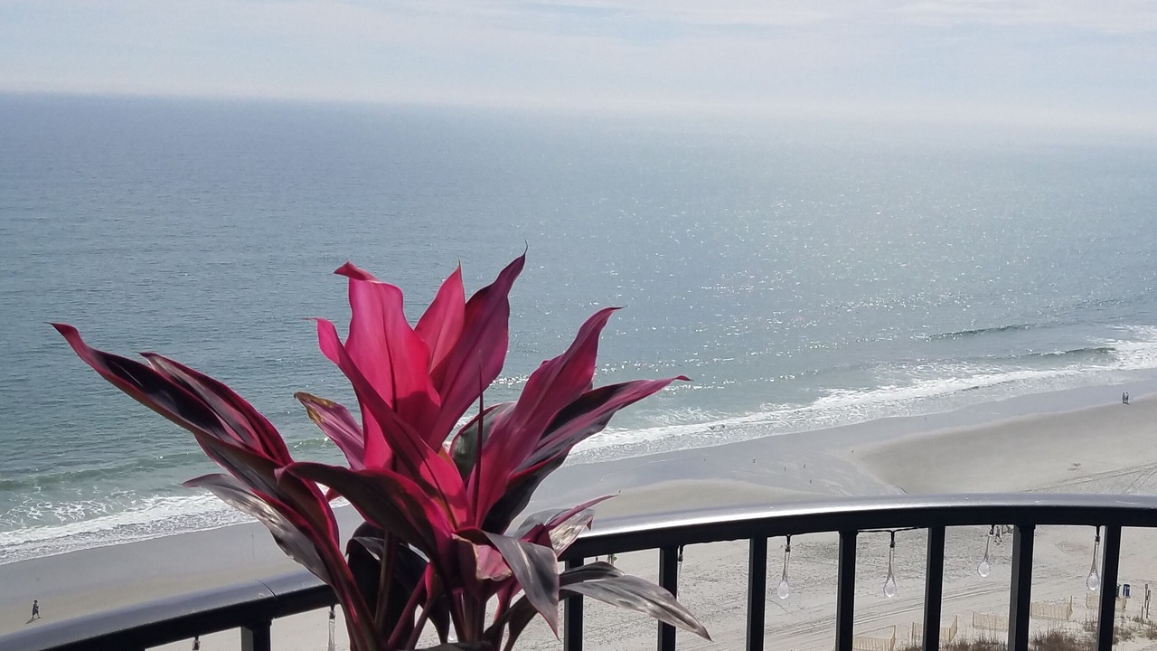 Photo of Others in Myrtle Beach