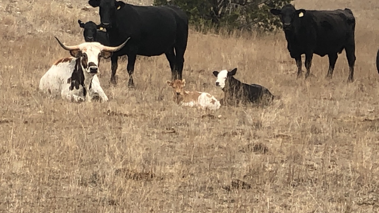 Photo of Others in Goldthwaite