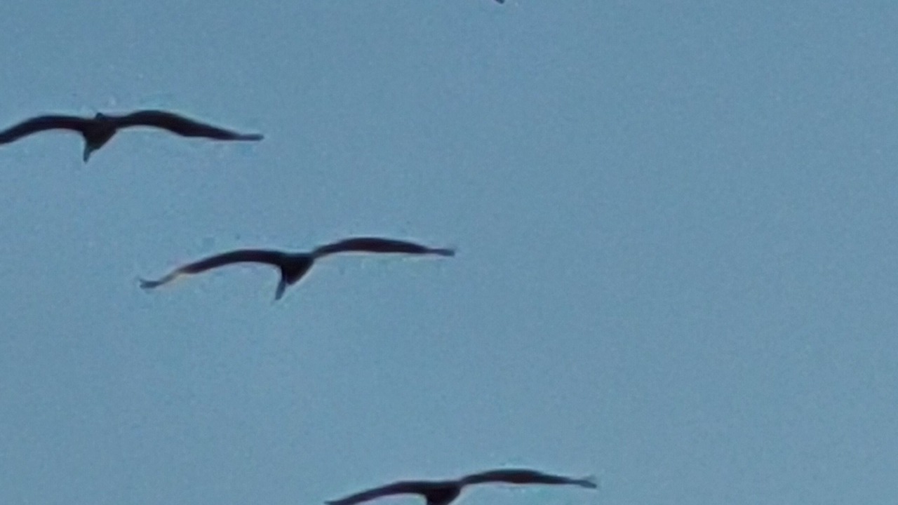 Photo of Others in South of Fifth