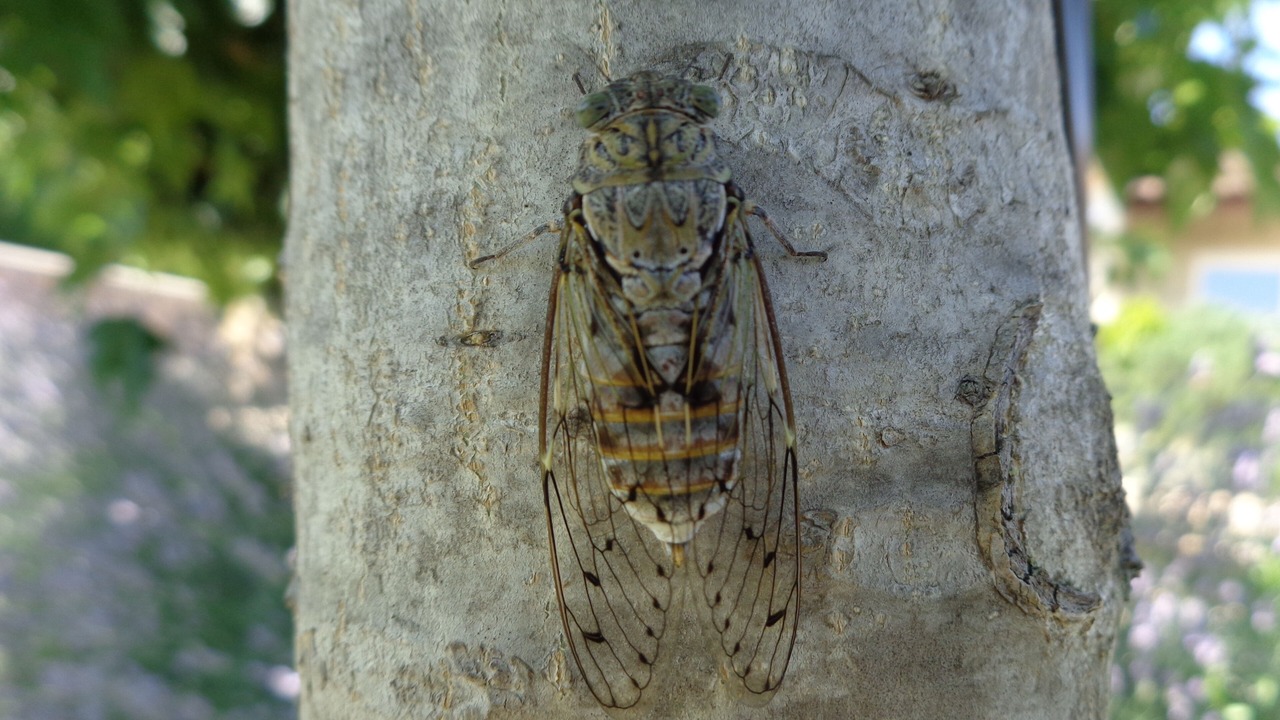 Photo of Outdoor in Aigueze