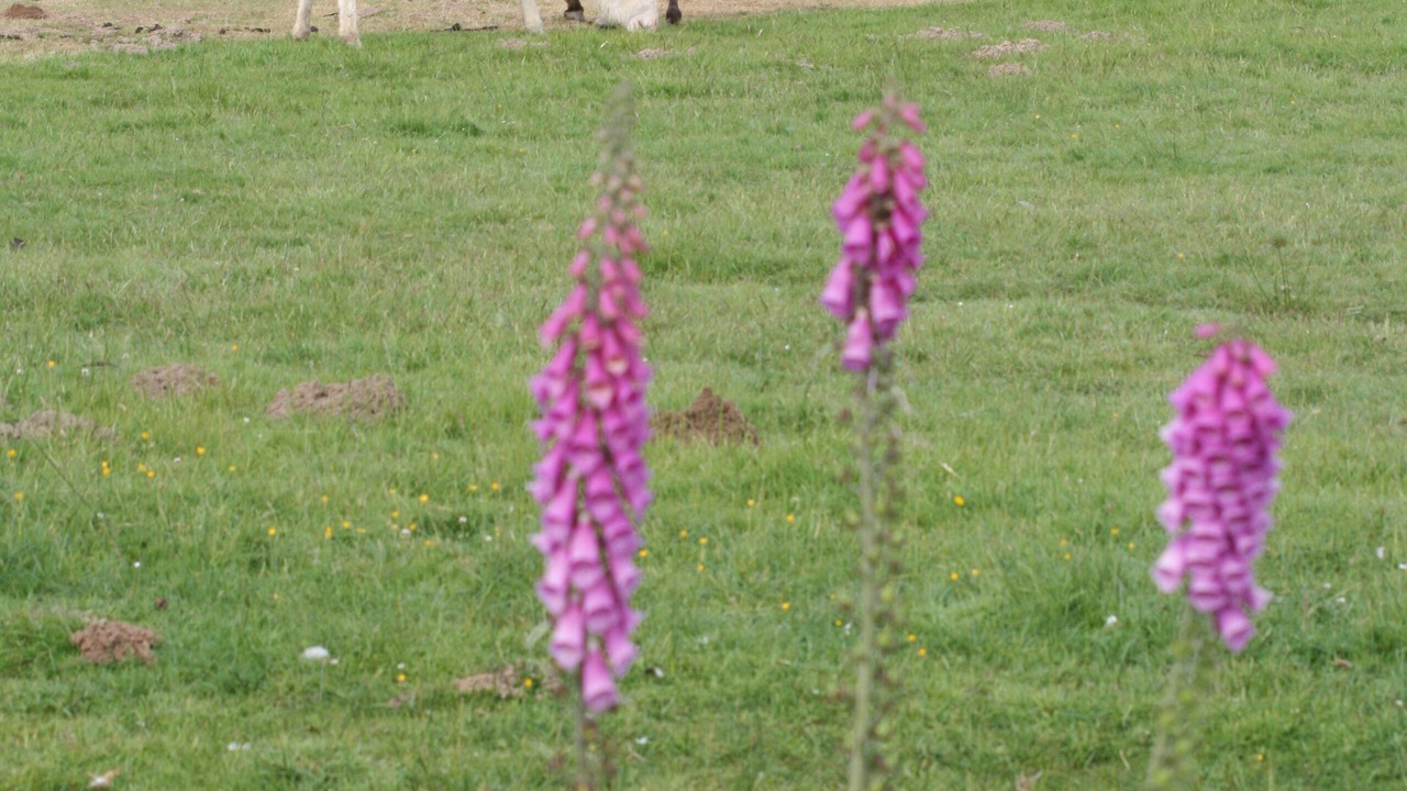 Photo of Outdoor in Negreville