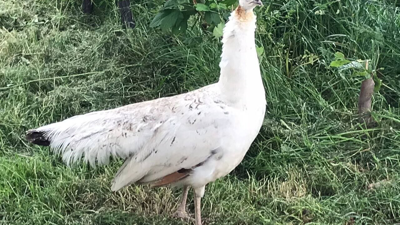 Photo of Others in Corwen