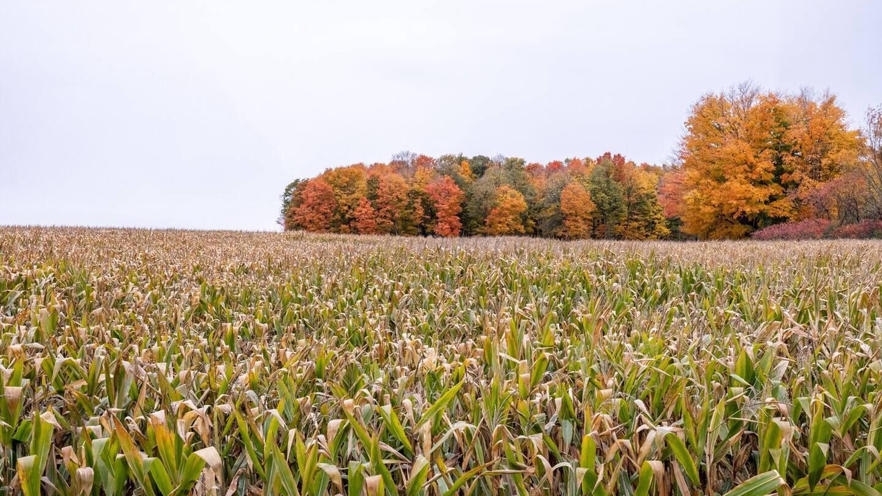 Photo of Outdoor in South Byron