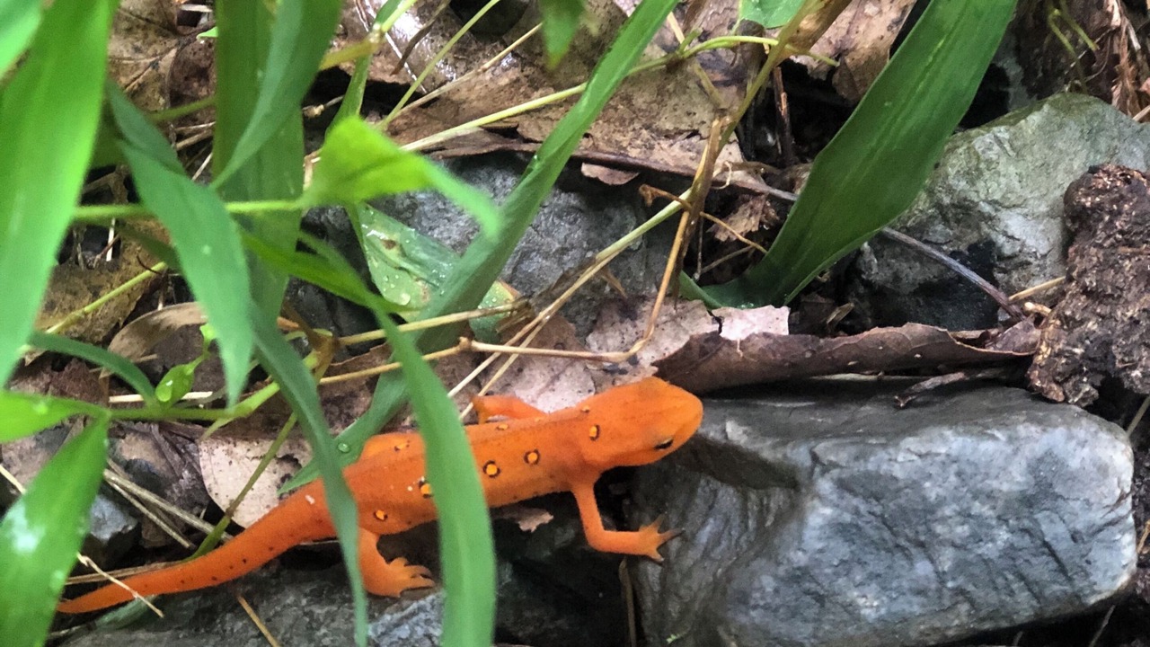 Photo of Others in Rehrersburg