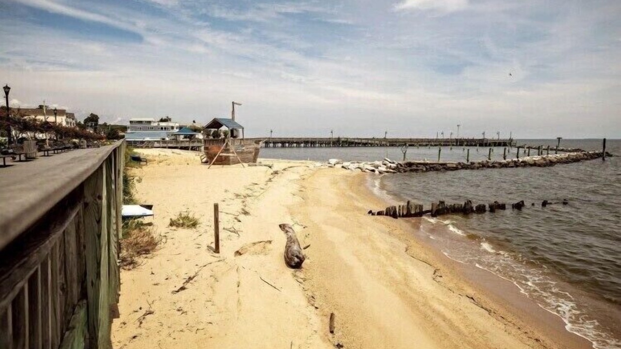 Photo of Others in North Beach