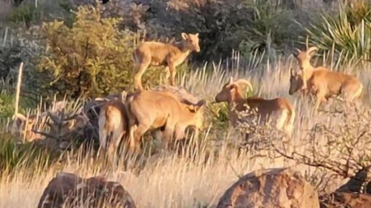 Photo of Others in Fort Davis