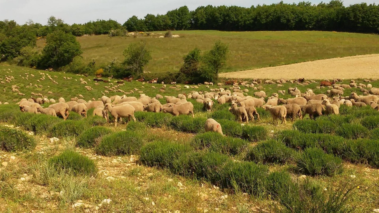 Photo of Outdoor in Simiane-la-Rotonde