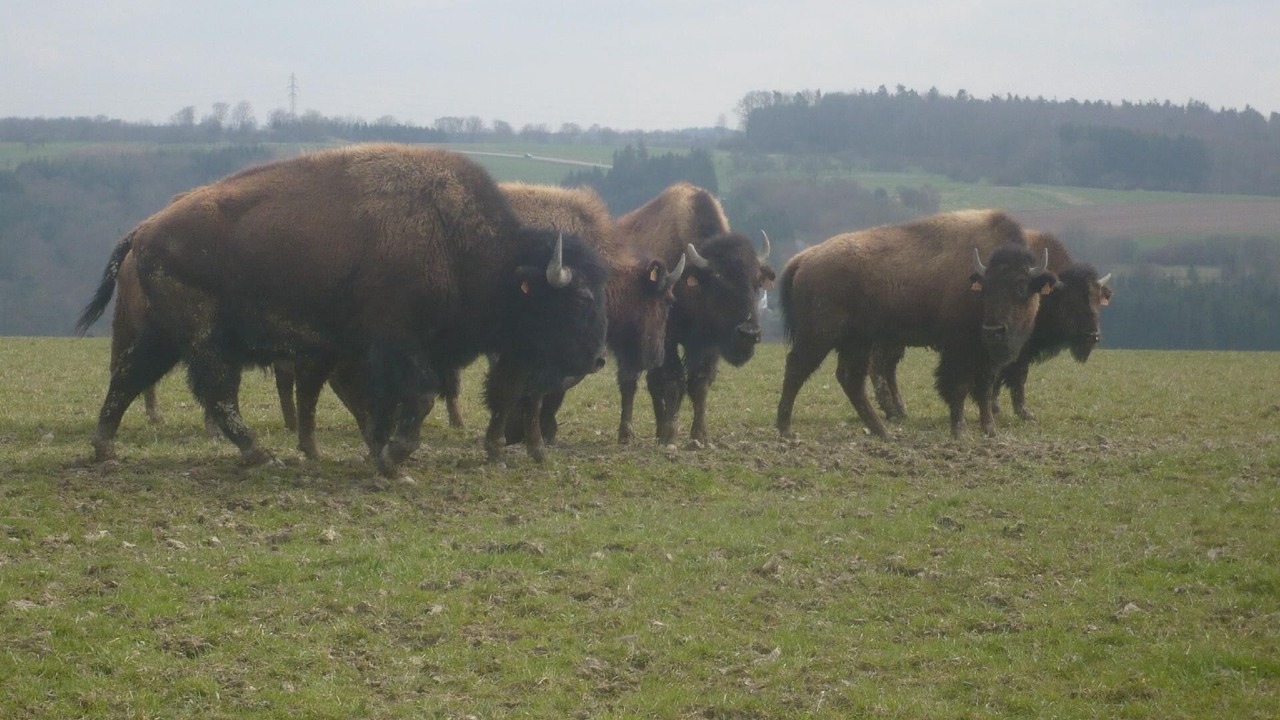 Photo of Others in Hottviller