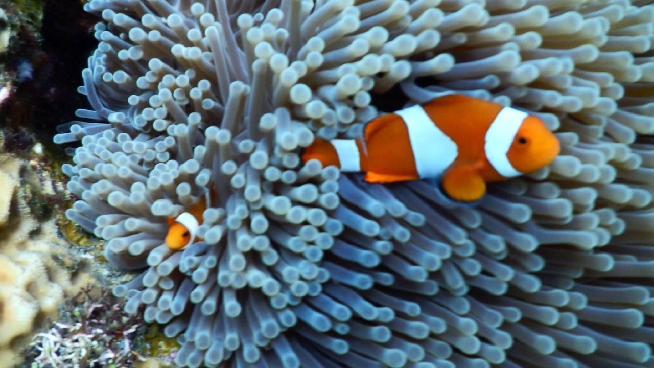 Photo of Others in Bondalem