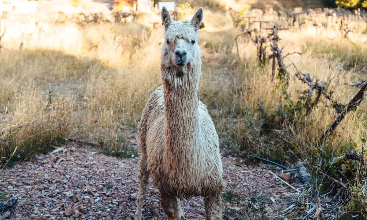 Photo of Others in Flowerdale