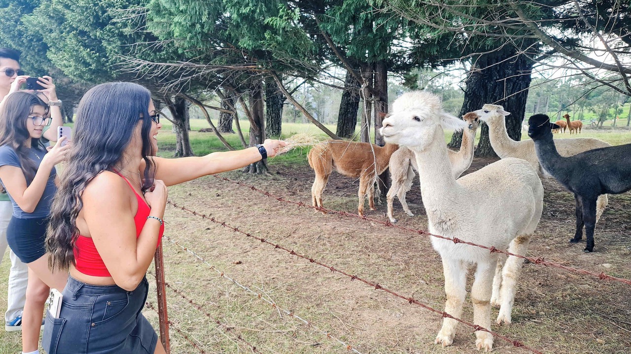 Photo of Others in East Kurrajong