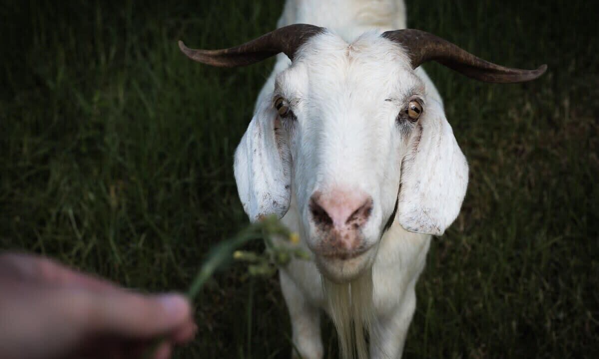 Photo of Others in East Kurrajong