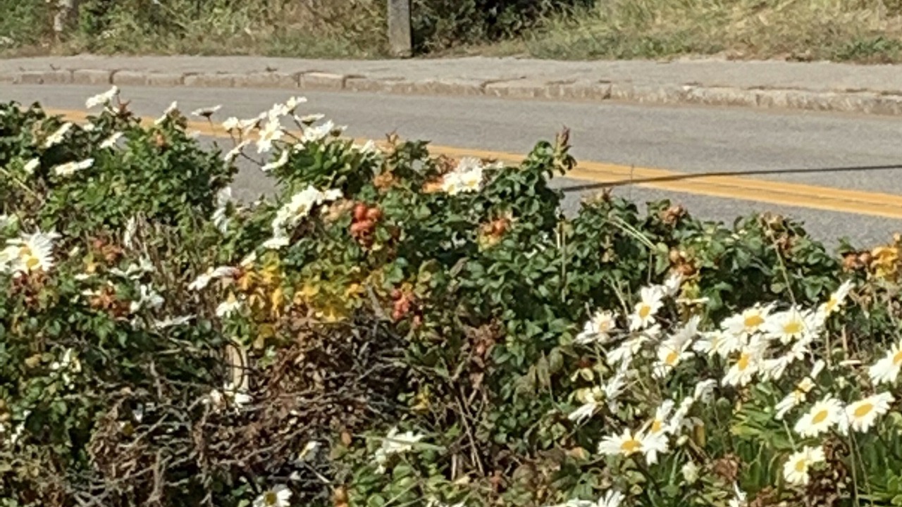 Photo of Others in Provincetown