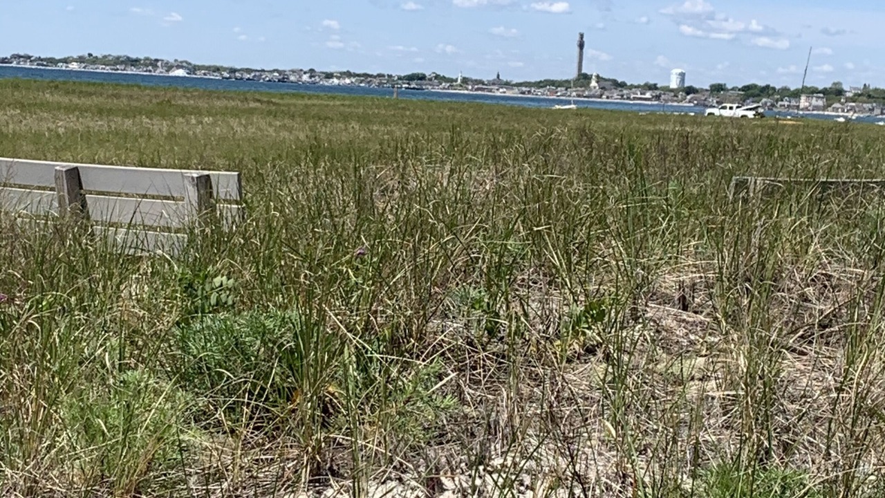 Photo of Others in Provincetown