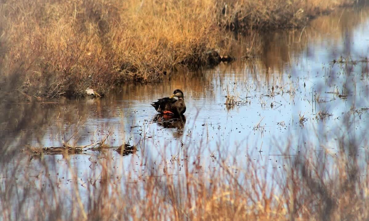 Photo of Others in Mount Desert