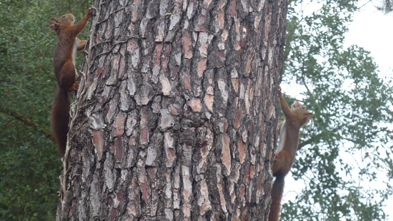 Photo of Others in Vieux-Boucau-les-Bains