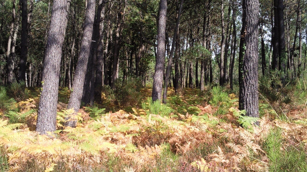 Photo of Outdoor in Vieux-Boucau-les-Bains