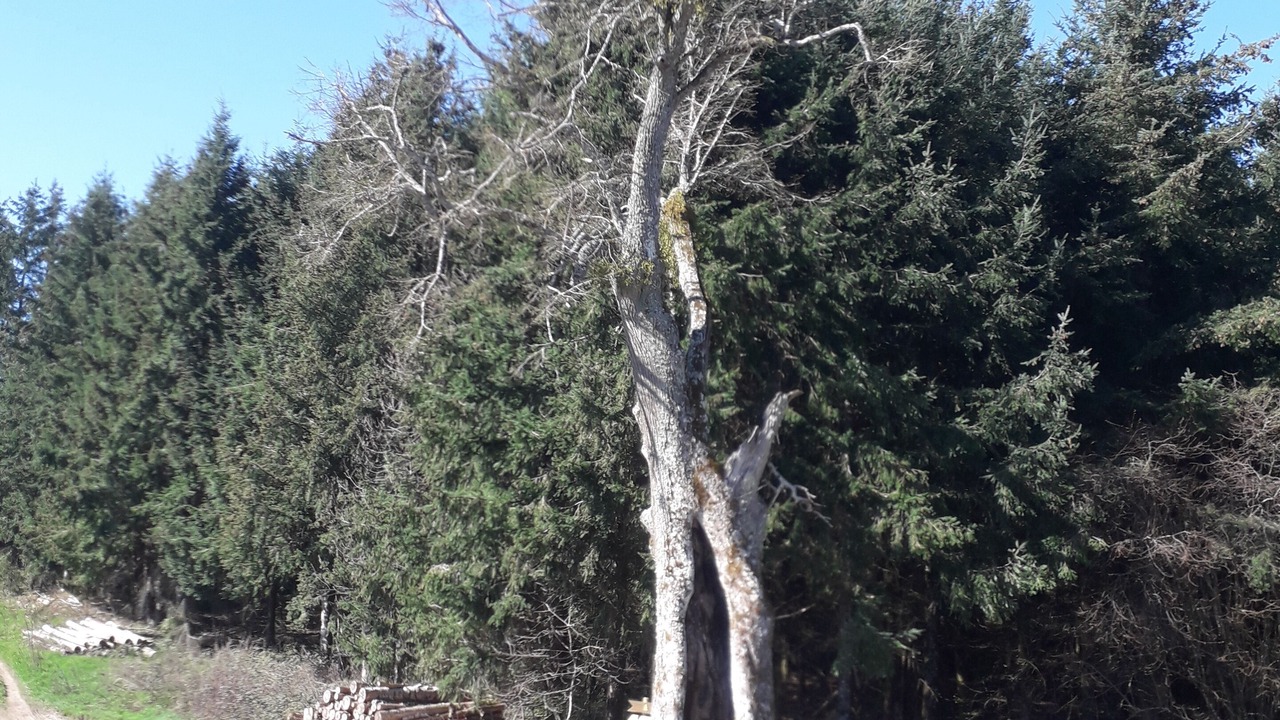 Photo of Outdoor in Poule-les-Echarmeaux