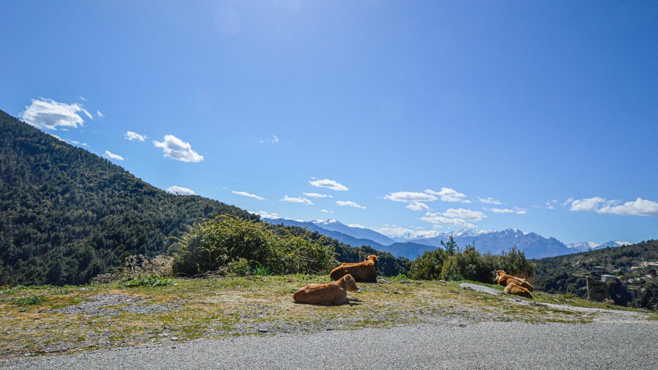 Photo of Others in Morosaglia