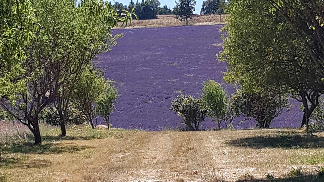 Photo of Outdoor in Mane