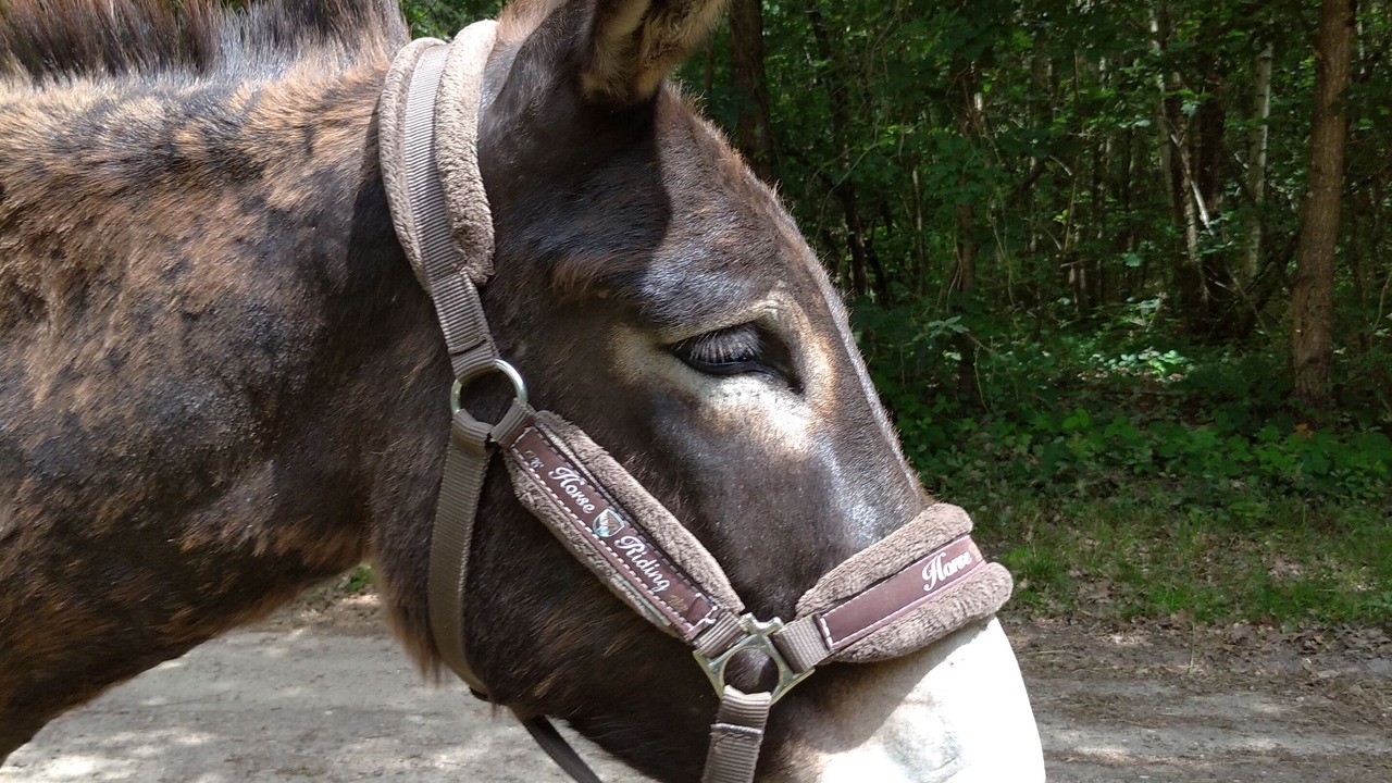 Photo of Others in Ingrannes