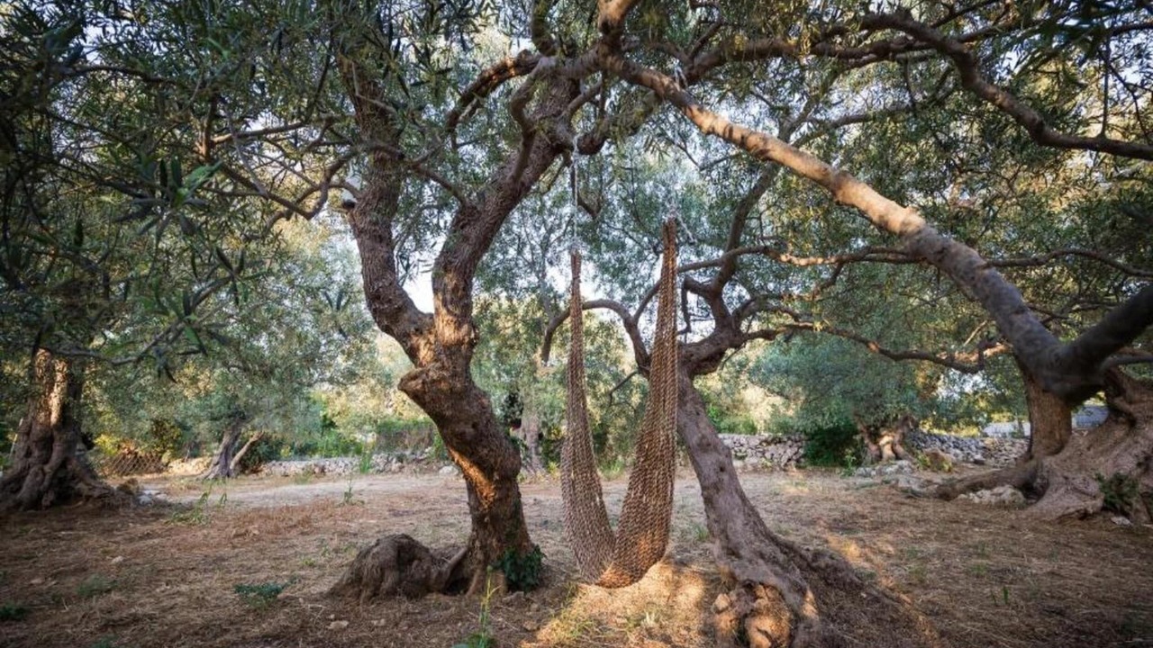 Photo of Others in Fresville