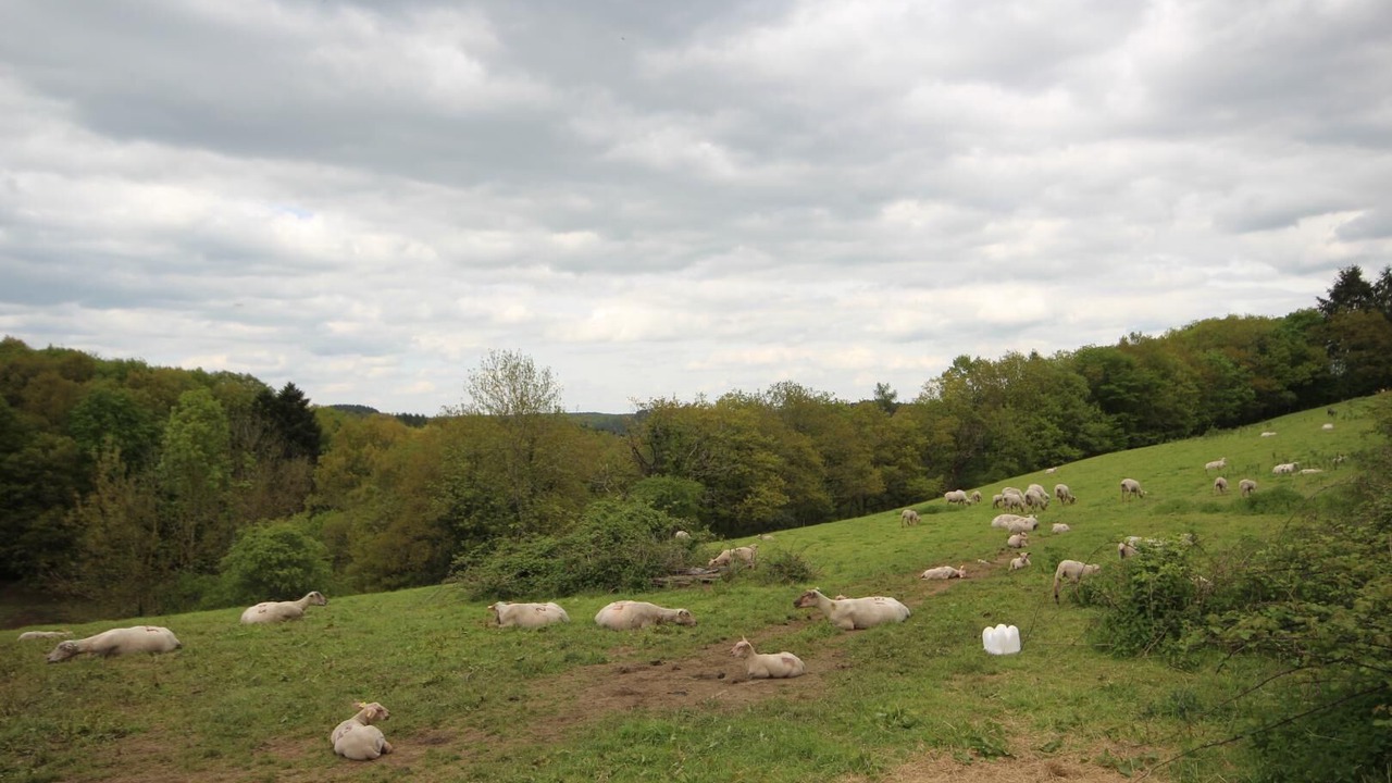 Photo of Others in Chissey-en-Morvan