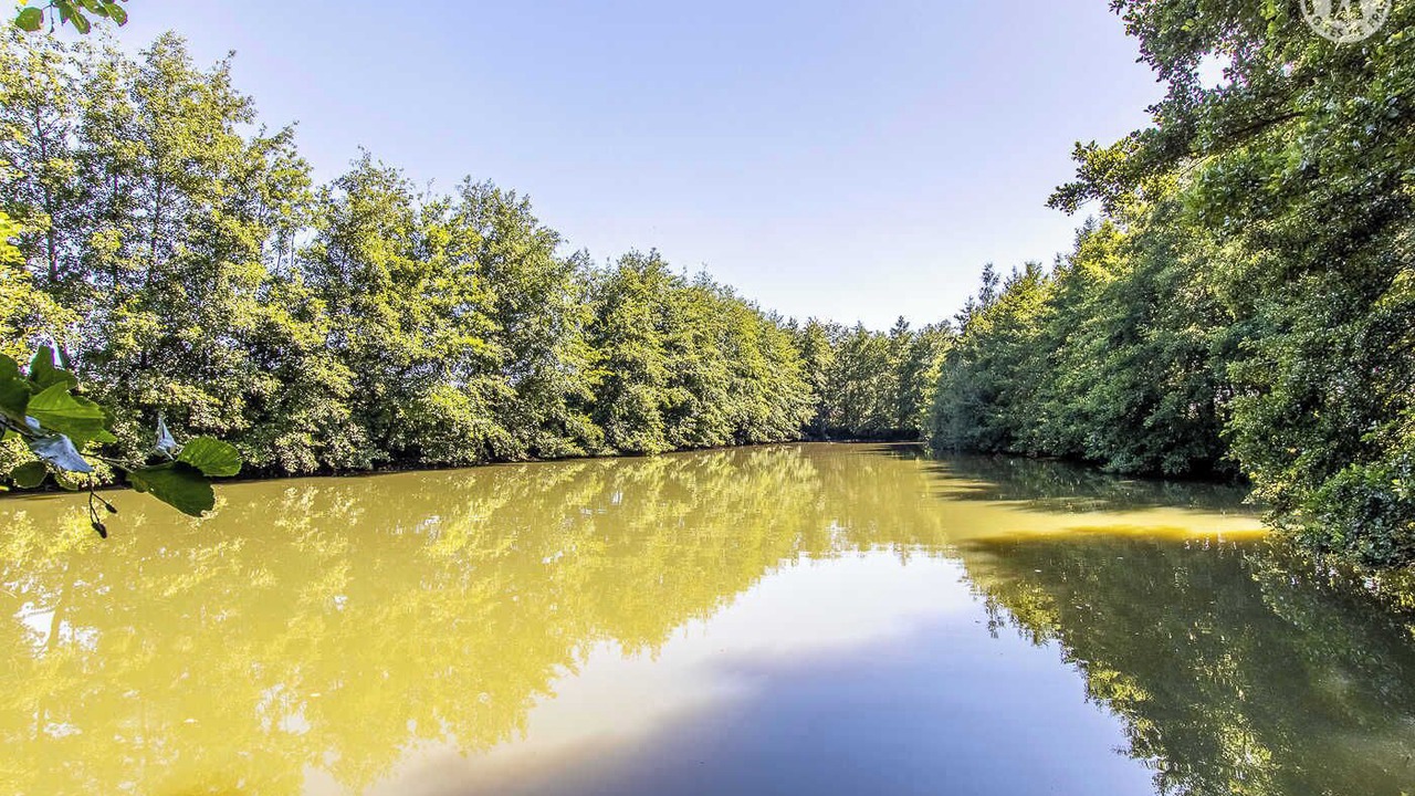 Photo of Others in Simard