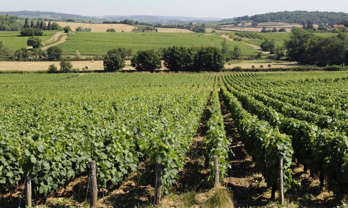 Photo of Outdoor in Chenoves