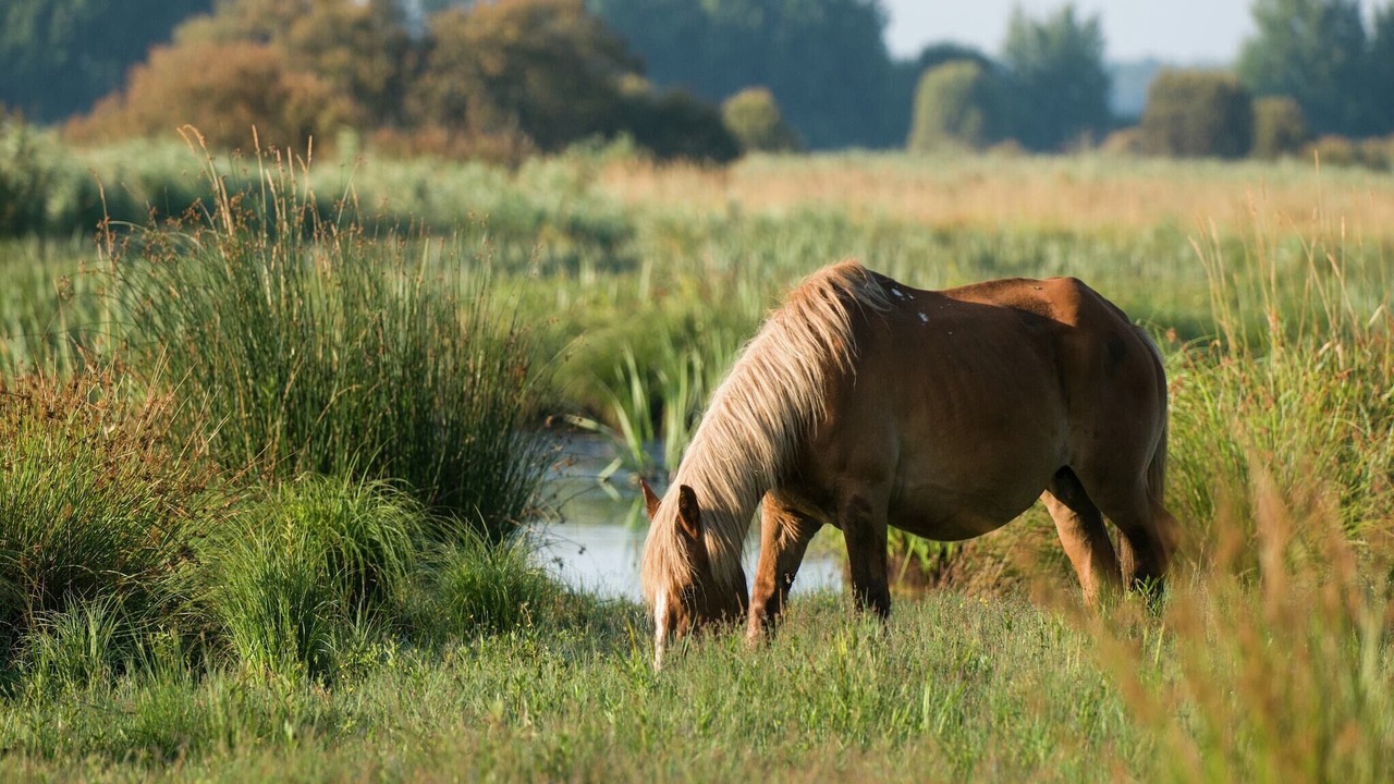 Photo of Others in Penestin