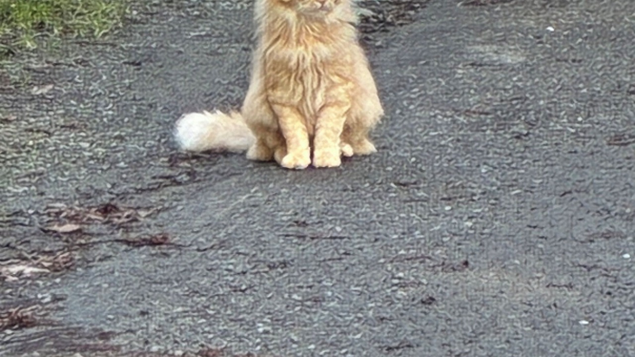 Photo of Others in Garberville