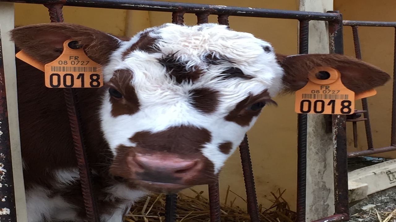 Photo of Others in Barricourt