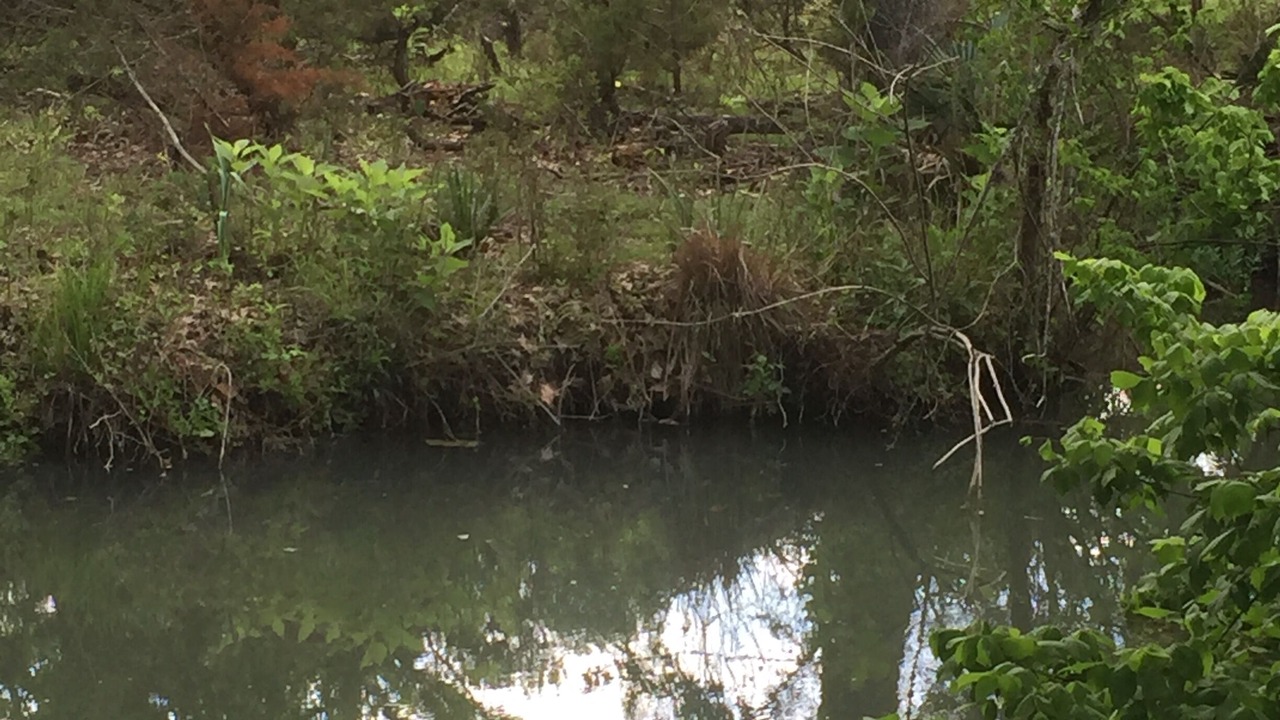 Photo of Others in Spring Branch
