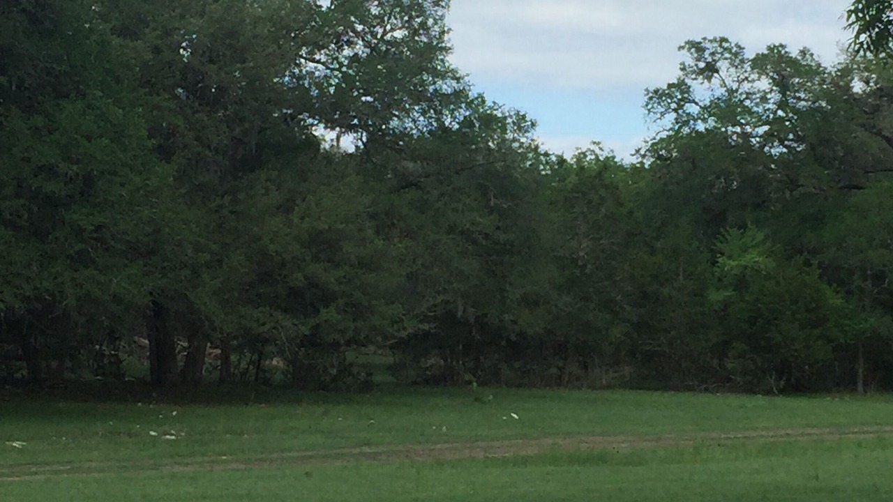 Photo of Others in Spring Branch