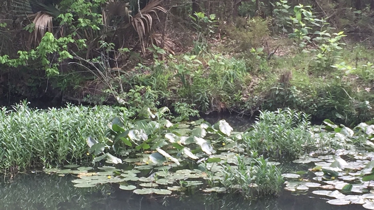 Photo of Outdoor in Spring Branch