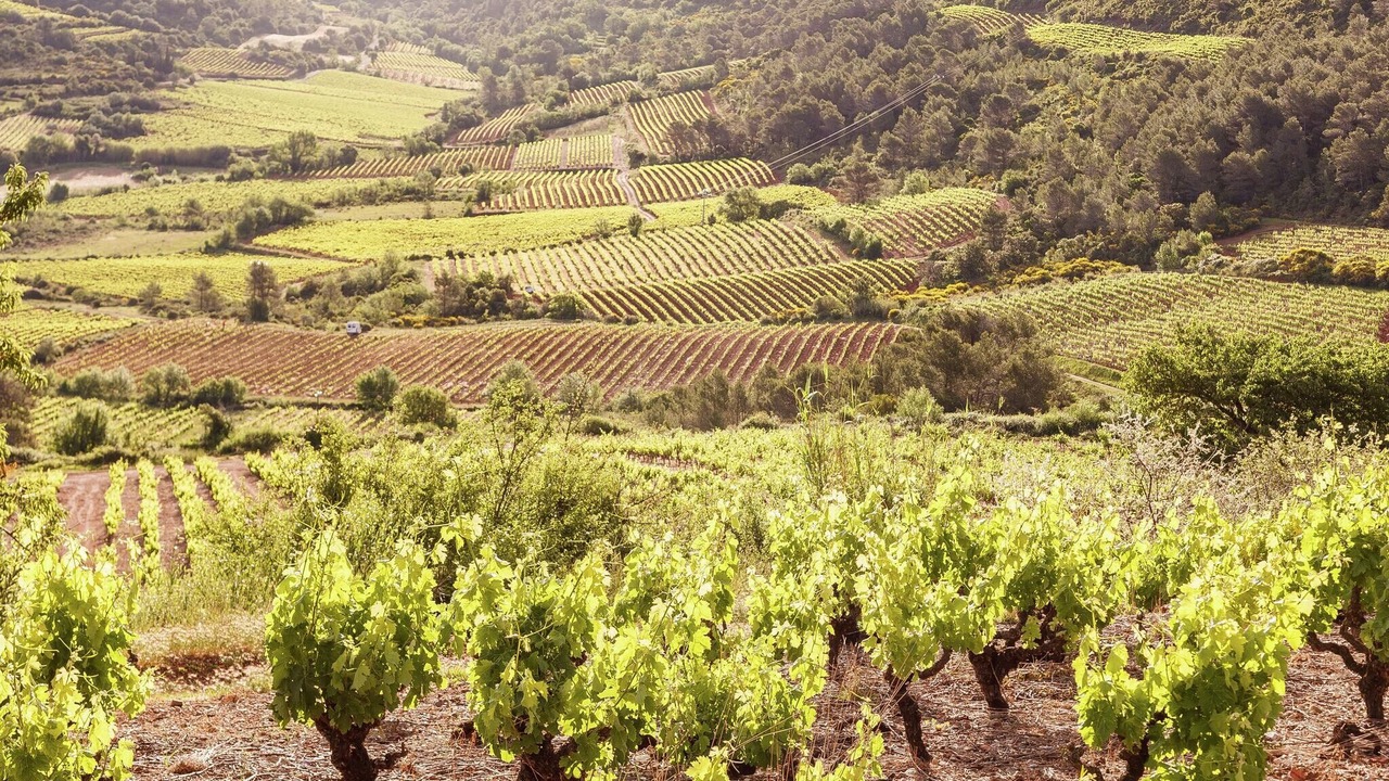 Photo of Others in Montcabrier