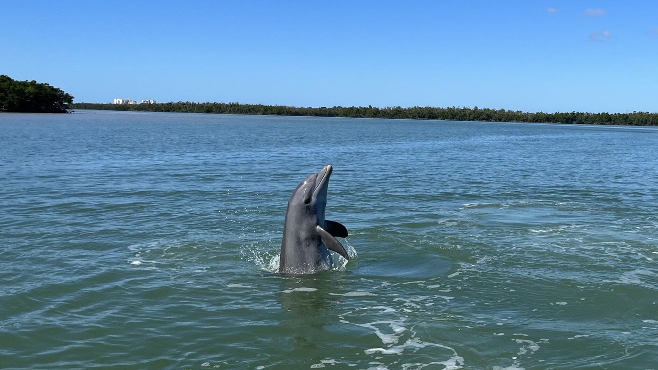 Photo of Others in Marco Island