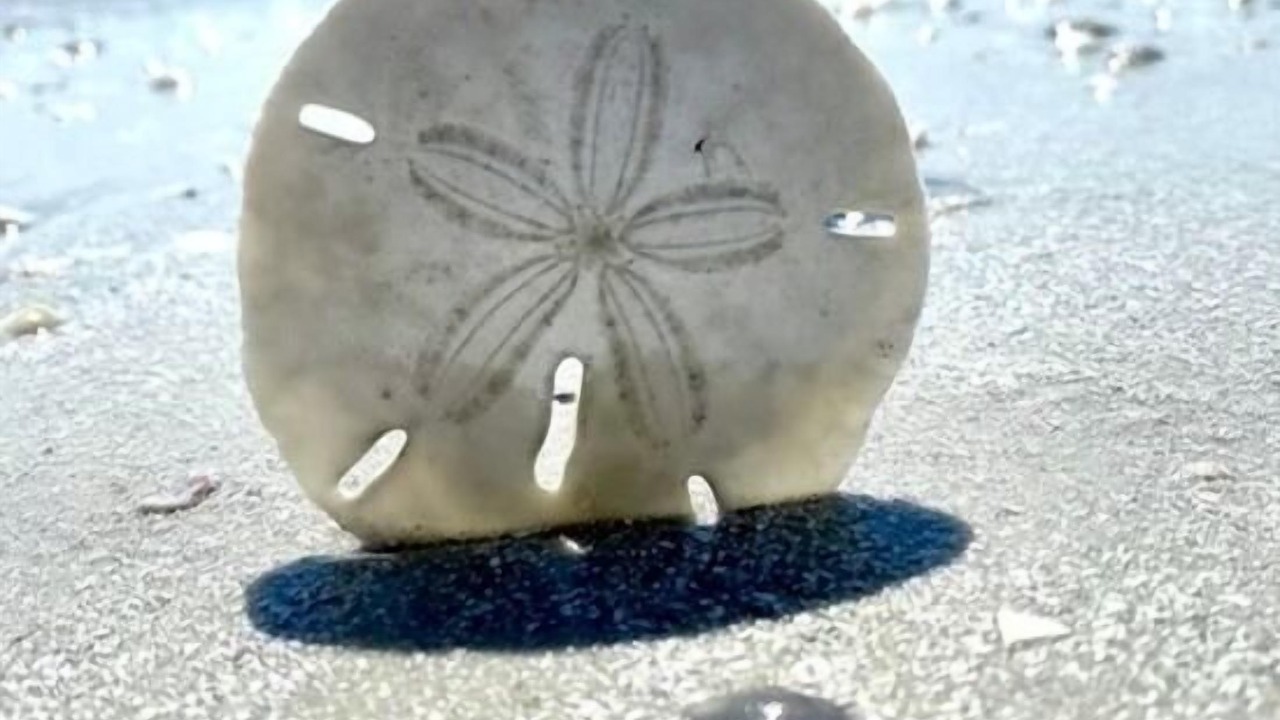 Photo of Others in Marco Island