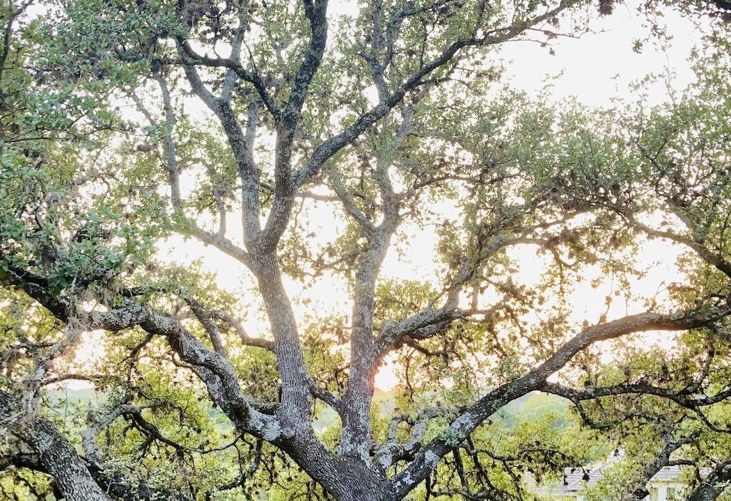 Photo of Outdoor in Lakeway