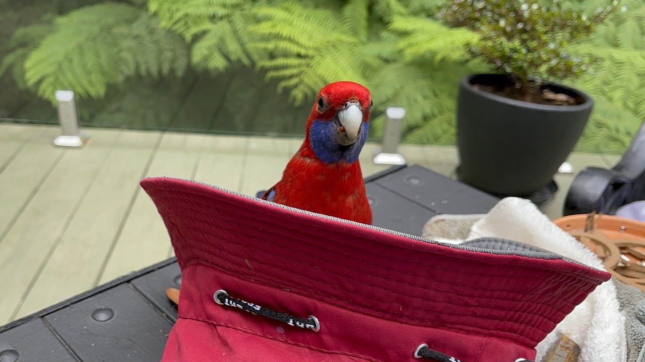 Photo of Others in Sassafras