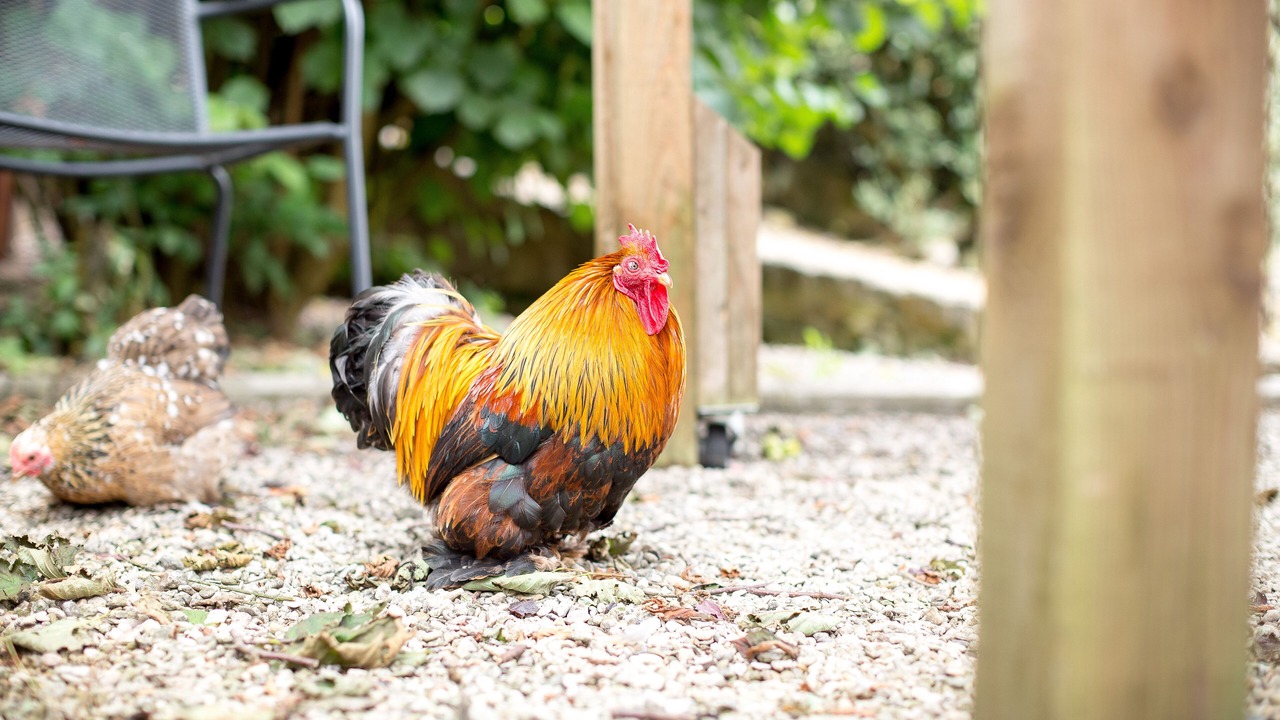 Photo of Outdoor in Chipping Sodbury