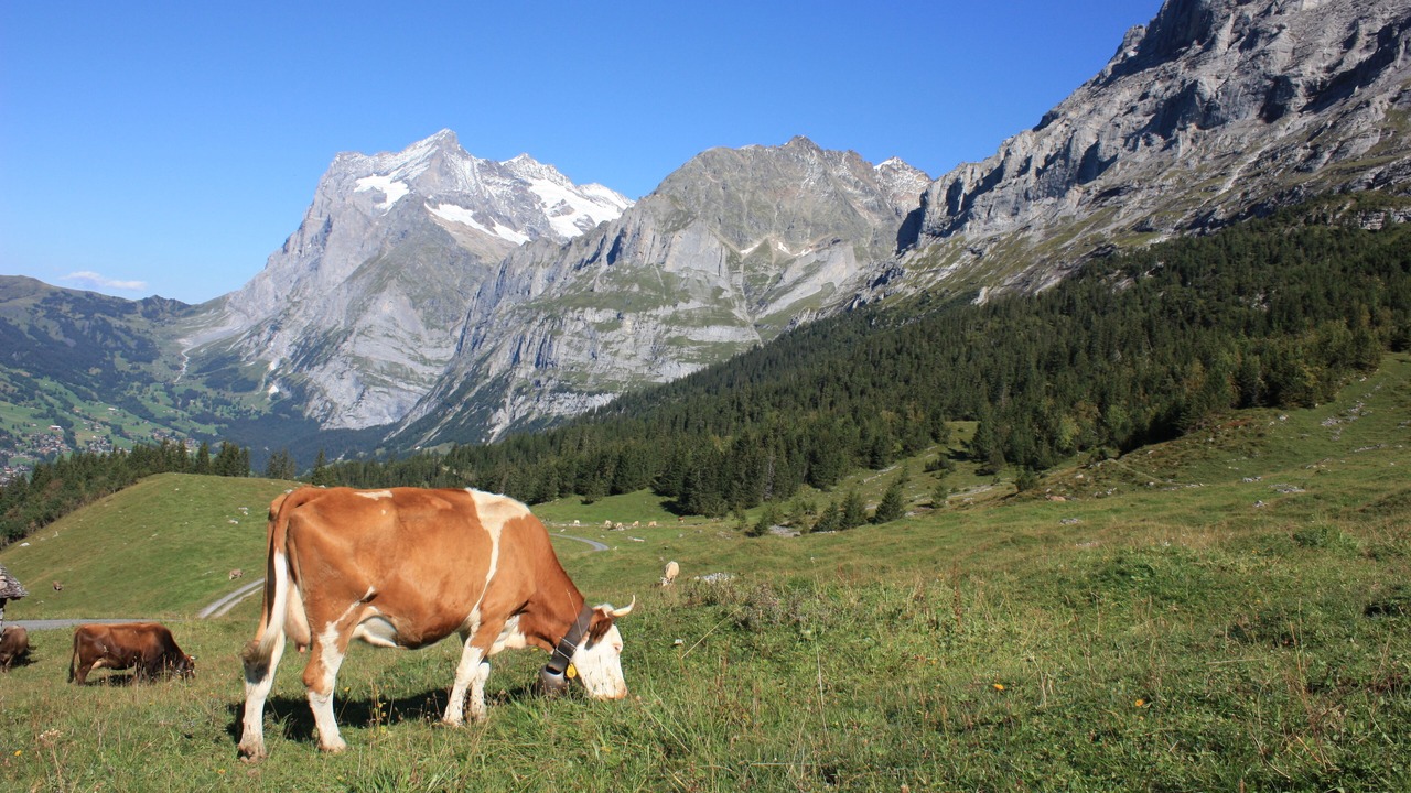 Photo of Outdoor in Grindelwald