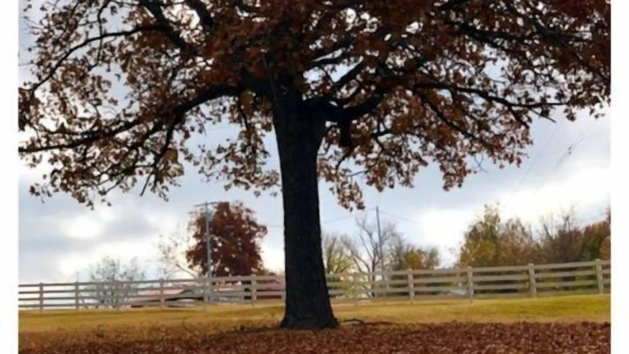 Photo of Outdoor in Davis